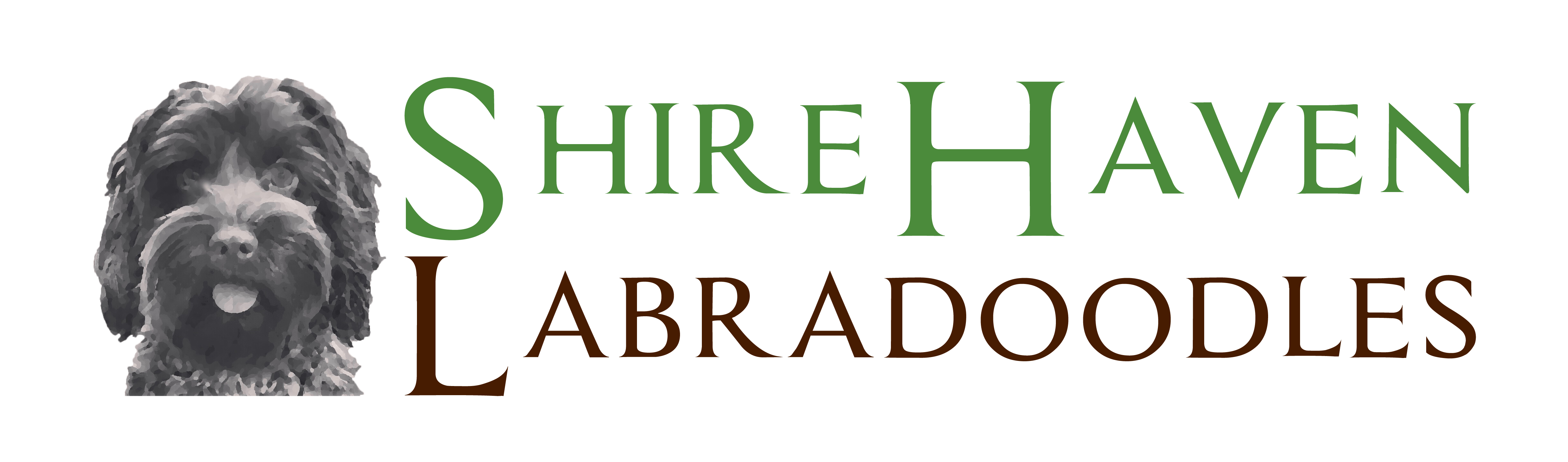 Shire Haven Labradoodles