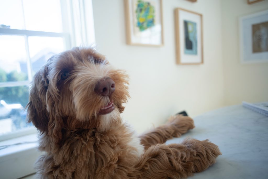 OUR SIRE - Shire Haven Labradoodles